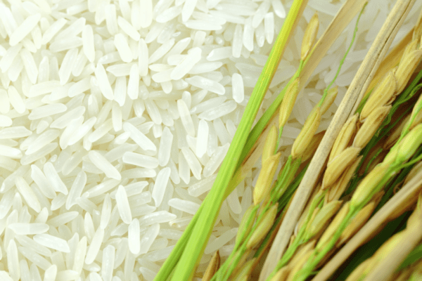 RICE