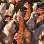 How much does it cost to start a poultry farm in Zambia?