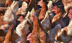 How much does it cost to start a poultry farm in Zambia?