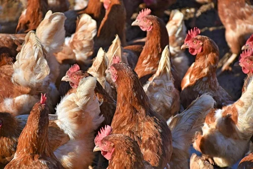 Read more about the article How much does it cost to start a poultry farm in Zambia?