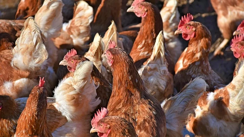 How much does it cost to start a poultry farm in Zambia?