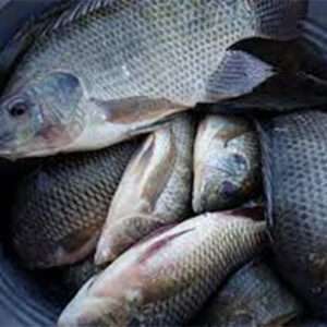 FRESH BREAM FISH